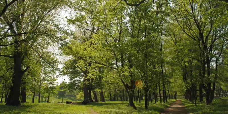Прогулянка з душею: вінничан кличуть на екскурсію історичним парком у П’ятничанах